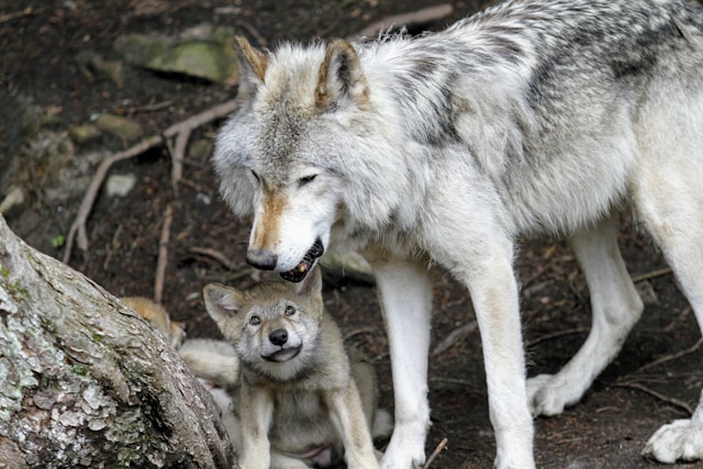 loups gris